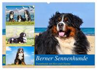 Vorderes Coverbild Berner Sennenhunde - Traumhunde mit Charme (Wandkalender 2025 DIN A2 quer), CALVENDO Monatskalender