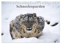 Vorderes Coverbild Schneeleoparden (Tischkalender 2026 DIN A5 quer), CALVENDO Monatskalender