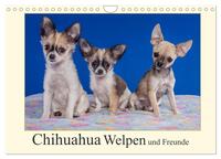 Vorderes Coverbild Chihuahua Welpen und Freunde (Wandkalender 2025 DIN A4 quer), CALVENDO Monatskalender