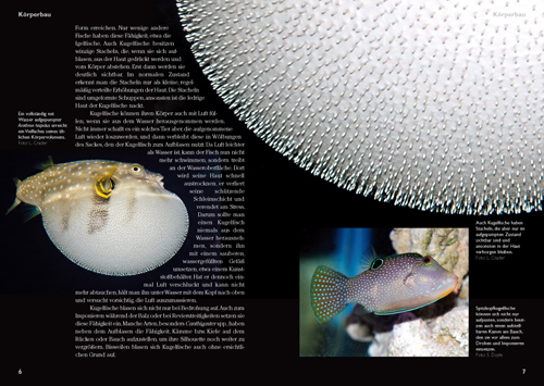 Beispielinhalt (Bild) Kugelfische im Meerwasseraquarium
