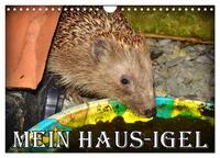 Vorderes Coverbild Mein Haus-Igel (Wandkalender 2026 DIN A4 quer), CALVENDO Monatskalender