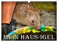 Vorderes Coverbild Mein Haus-Igel (Wandkalender 2025 DIN A3 quer), CALVENDO Monatskalender