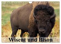 Vorderes Coverbild Wisent und Bison (Wandkalender 2025 DIN A4 quer), CALVENDO Monatskalender