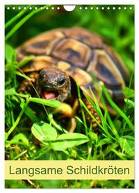 Vorderes Coverbild Langsame Schildkröten (Wandkalender 2026 DIN A4 hoch), CALVENDO Monatskalender