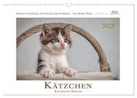 Vorderes Coverbild Kätzchen-Kalender mit Sprüchen (Wandkalender 2025 DIN A3 quer), CALVENDO Monatskalender