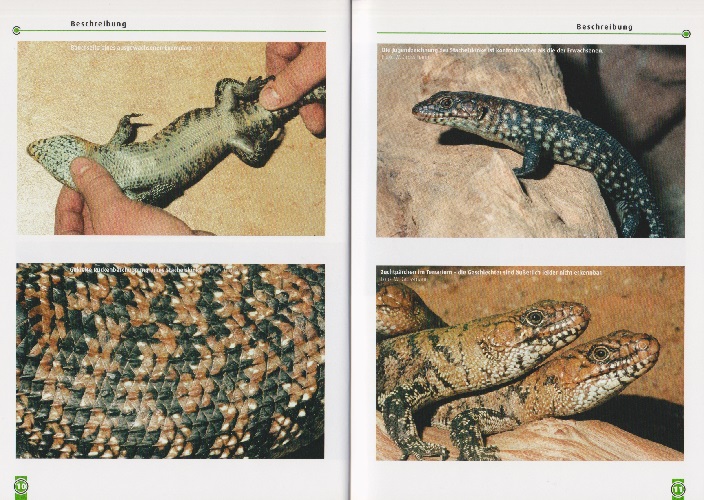 Beispielinhalt (Bild) Cunninghams Stachelskink