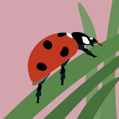 Beispielinhalt (Bild) Bugs Buddy