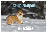 Vorderes Coverbild Collie Welpen im Schnee (Wandkalender 2026 DIN A4 quer), CALVENDO Monatskalender