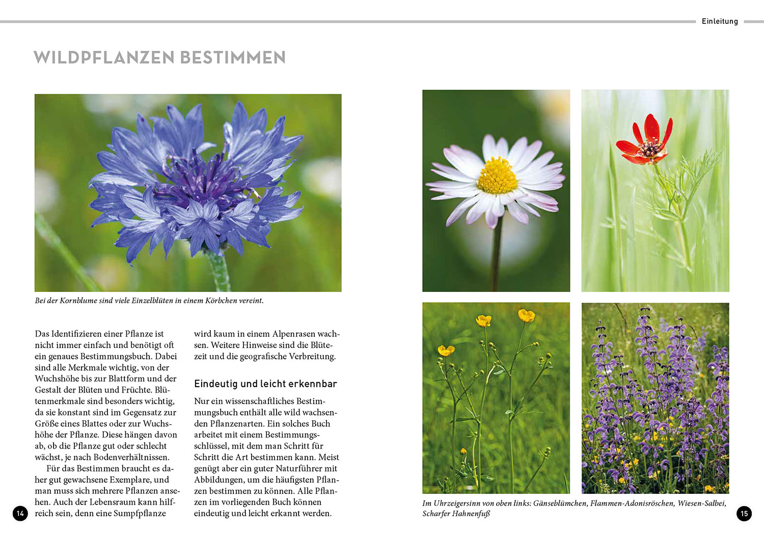 Beispielinhalt (Bild) Lieblingsblumen