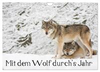 Vorderes Coverbild Mit dem Wolf durch's Jahr (Wandkalender 2025 DIN A4 quer), CALVENDO Monatskalender