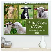 Vorderes Coverbild Schäfchen zählen - Mit Schafen durchs Jahr (hochwertiger Premium Wandkalender 2025 DIN A2 quer), Kunstdruck in Hochglanz