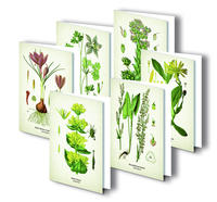 Vorderes Coverbild Kunstklappkarten "Alpenblumen"