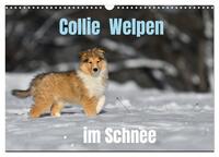 Vorderes Coverbild Collie Welpen im Schnee (Wandkalender 2026 DIN A3 quer), CALVENDO Monatskalender