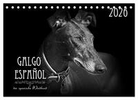 Vorderes Coverbild Galgo Español - der spanische Windhund 2026 (Tischkalender 2026 DIN A5 quer), CALVENDO Monatskalender