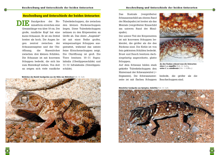 Beispielinhalt (Bild) Der Sandgecko