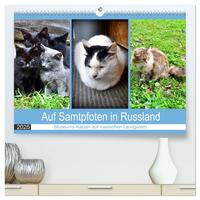 Vorderes Coverbild Auf Samtpfoten in Russland - Museums-Katzen auf russischen Landgütern (hochwertiger Premium Wandkalender 2025 DIN A2 quer), Kunstdruck in Hochglanz