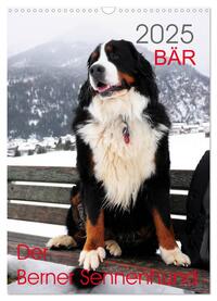 Vorderes Coverbild BÄR - Der Berner Sennenhund (Wandkalender 2025 DIN A3 hoch), CALVENDO Monatskalender