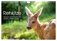 Vorderes Coverbild Rehkitze, zierliche Schönheiten mit großen, sanften Augen (Wandkalender 2025 DIN A4 quer), CALVENDO Monatskalender