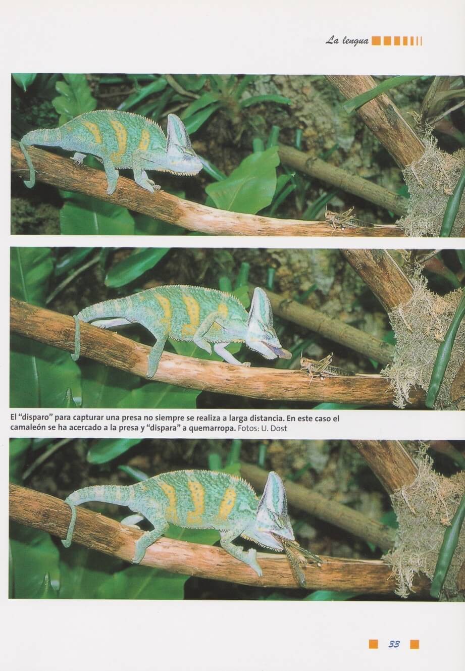 Beispielinhalt (Bild) Chamaeleo calyptratus