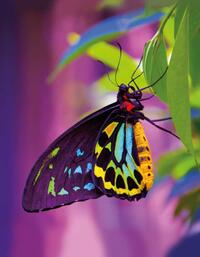 Vorderes Coverbild Butterfly