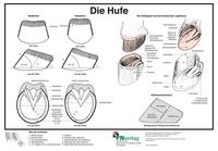 Vorderes Coverbild Die Hufe