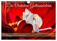 Vorderes Coverbild Die Orchideen Gottesanbeterin (Wandkalender 2025 DIN A4 quer), CALVENDO Monatskalender