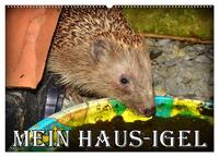 Vorderes Coverbild Mein Haus-Igel (Wandkalender 2025 DIN A2 quer), CALVENDO Monatskalender