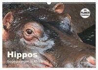 Vorderes Coverbild Hippos - Begegnungen in Afrika (Wandkalender 2025 DIN A3 quer), CALVENDO Monatskalender