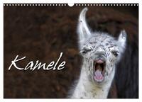 Vorderes Coverbild Kamele (Wandkalender 2025 DIN A3 quer), CALVENDO Monatskalender