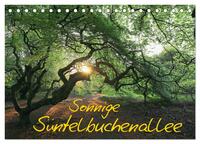 Vorderes Coverbild Sonnige Süntelbuchenallee (Tischkalender 2025 DIN A5 quer), CALVENDO Monatskalender