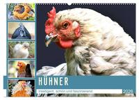 Vorderes Coverbild Hühner. Intelligent, schön und faszinierend (Wandkalender 2026 DIN A2 quer), CALVENDO Monatskalender