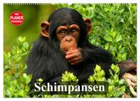 Vorderes Coverbild Schimpansen (Wandkalender 2025 DIN A2 quer), CALVENDO Monatskalender