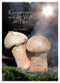 Vorderes Coverbild Kuriositäten aus der Welt der Pilze (Wandkalender 2025 DIN A2 hoch), CALVENDO Monatskalender