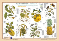 Vorderes Coverbild Maria Sibylla Merian: Metamorphosis Insectorum Surinamensium. Mai bis August 1700/1701