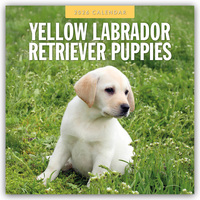 Vorderes Coverbild Yellow Labrador Retriever Puppies – Gelbe Labrador Retriever Welpen 2026 – 16-Monatskalender