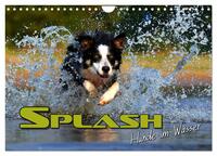 Vorderes Coverbild SPLASH - Hunde im Wasser (Wandkalender 2025 DIN A4 quer), CALVENDO Monatskalender