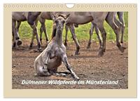 Vorderes Coverbild Dülmener Wildpferde im Münsterland (Wandkalender 2025 DIN A4 quer), CALVENDO Monatskalender