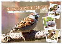 Vorderes Coverbild Gefiederte Gartengäste, Spatzenleben (Wandkalender 2025 DIN A2 quer), CALVENDO Monatskalender
