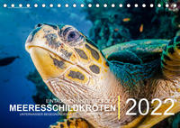 Vorderes Coverbild Einblicke in die Welt der Meeresschildkröten (Tischkalender immerwährend DIN A5 quer)
