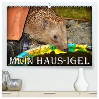 Vorderes Coverbild Mein Haus-Igel (hochwertiger Premium Wandkalender 2025 DIN A2 quer), Kunstdruck in Hochglanz
