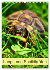Vorderes Coverbild Langsame Schildkröten (Wandkalender 2025 DIN A3 hoch), CALVENDO Monatskalender
