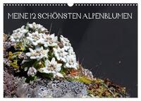 Vorderes Coverbild Meine 12 schönsten Alpenblumen (Wandkalender 2025 DIN A3 quer), CALVENDO Monatskalender