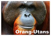 Vorderes Coverbild Orang-Utans (Wandkalender 2025 DIN A4 quer), CALVENDO Monatskalender