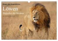 Vorderes Coverbild Magie des Augenblicks - Löwen - Herrscher der Savanne (Wandkalender 2025 DIN A3 quer), CALVENDO Monatskalender