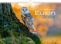 Vorderes Coverbild Eulen Kalender 2026