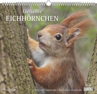Vorderes Coverbild Geliebte Eichhörnchen 2026 - DUMONT Wandkalender - mit den wichtigsten Feiertagen - Format 38,0 x 35,5 cm