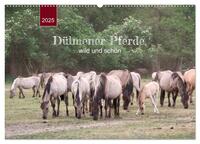 Vorderes Coverbild Dülmener Pferde, wild und schön (Wandkalender 2025 DIN A2 quer), CALVENDO Monatskalender