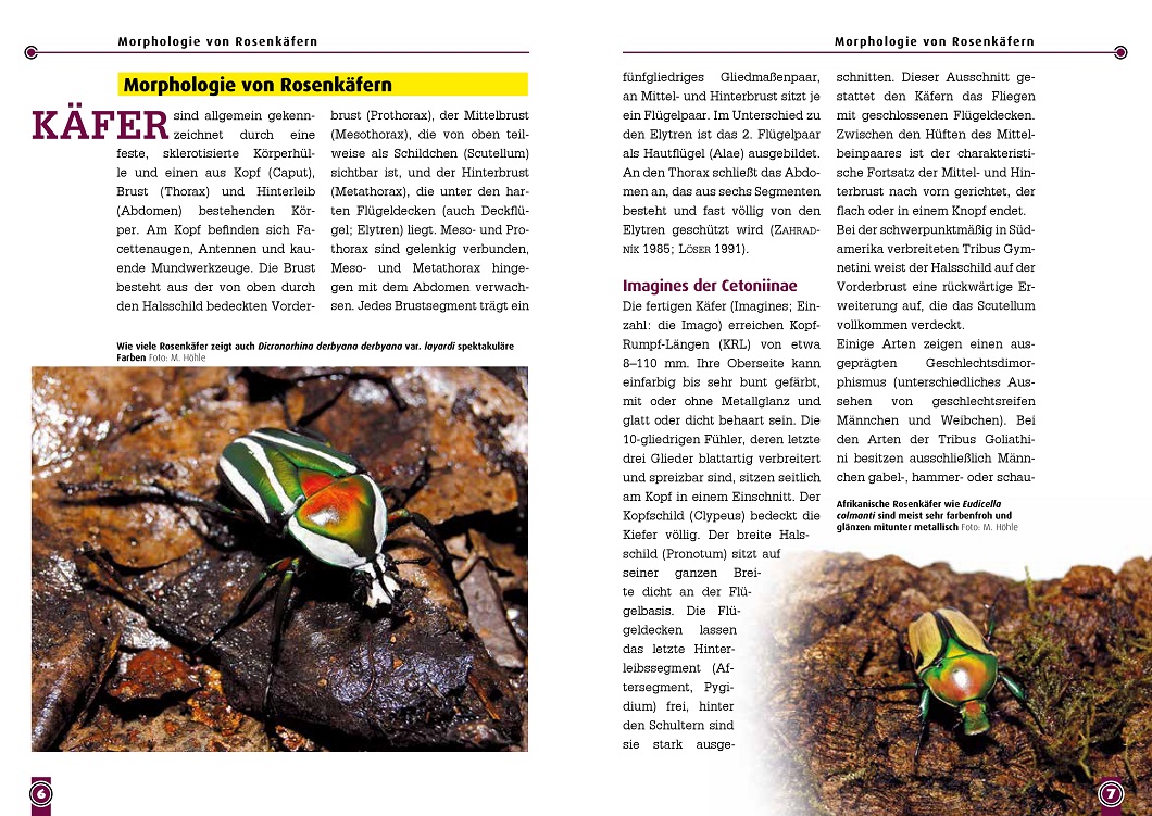 Beispielinhalt (Bild) Afrikanische Rosenkäfer