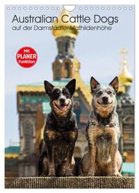 Vorderes Coverbild Australian Cattle Dogs auf der Darmstädter Mathildenhöhe (Wandkalender 2025 DIN A4 hoch), CALVENDO Monatskalender