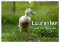 Vorderes Coverbild Laufenten immer was zu Schnattern (Wandkalender 2025 DIN A3 quer), CALVENDO Monatskalender